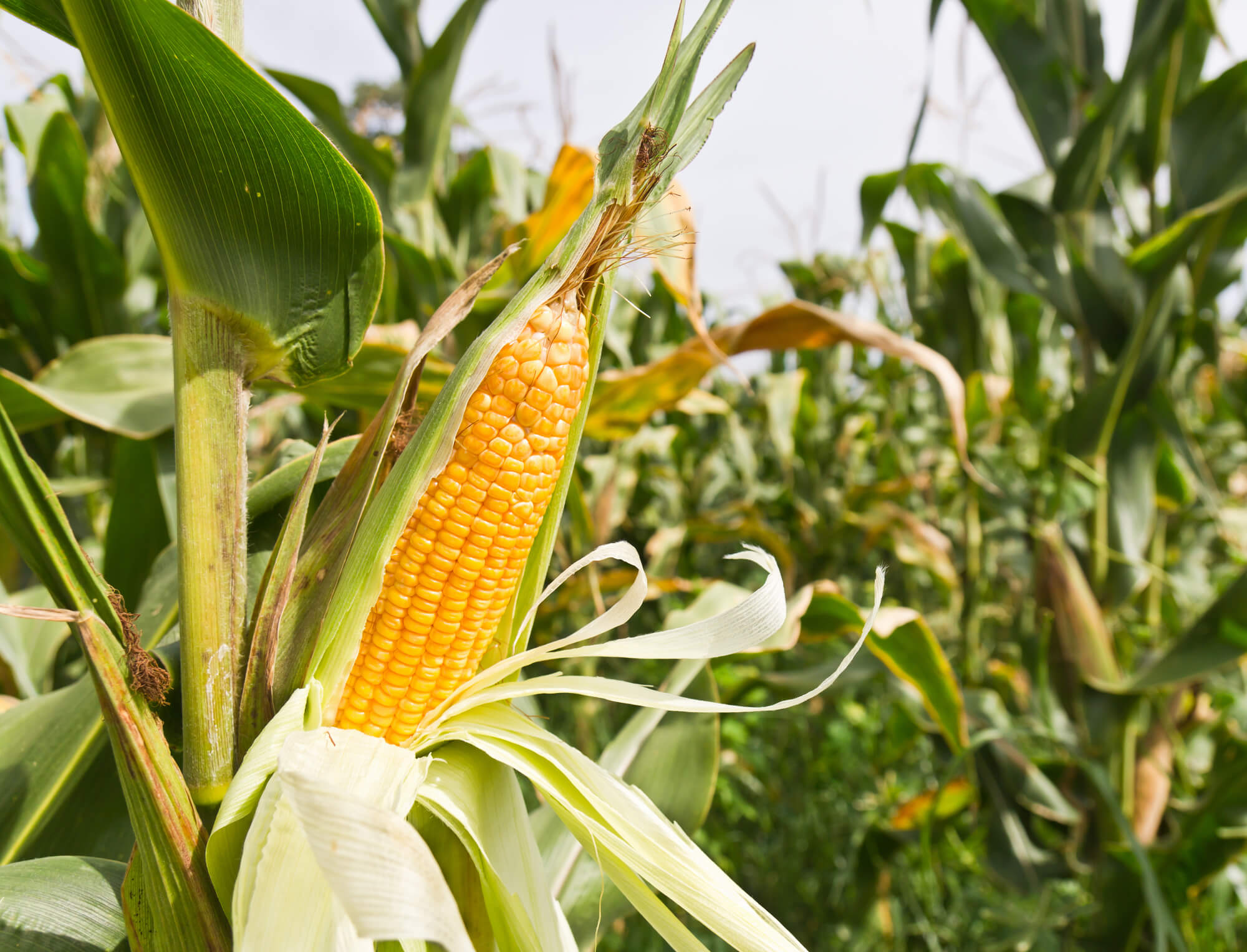 Corn fuel and food